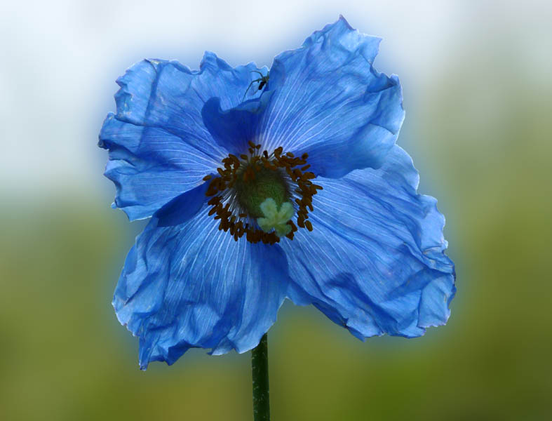 Meconopsis betonicifolia en fleurs dans une prairie alpine humide du sud-ouest de la Chine